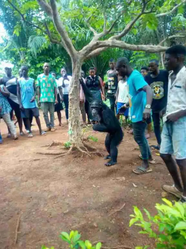 See How Chimpanzee Followed A Farmer Home In Cross River State (Photos)